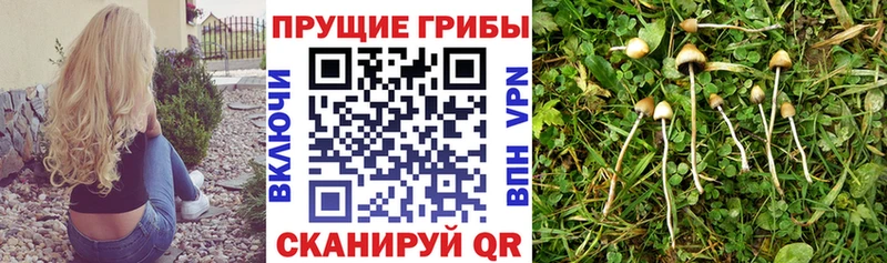 Псилоцибиновые грибы Magic Shrooms  Новая Ладога 